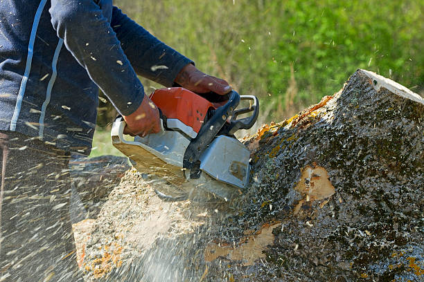 Best Tree Clearing Services  in Rancho Santa Fe, CA